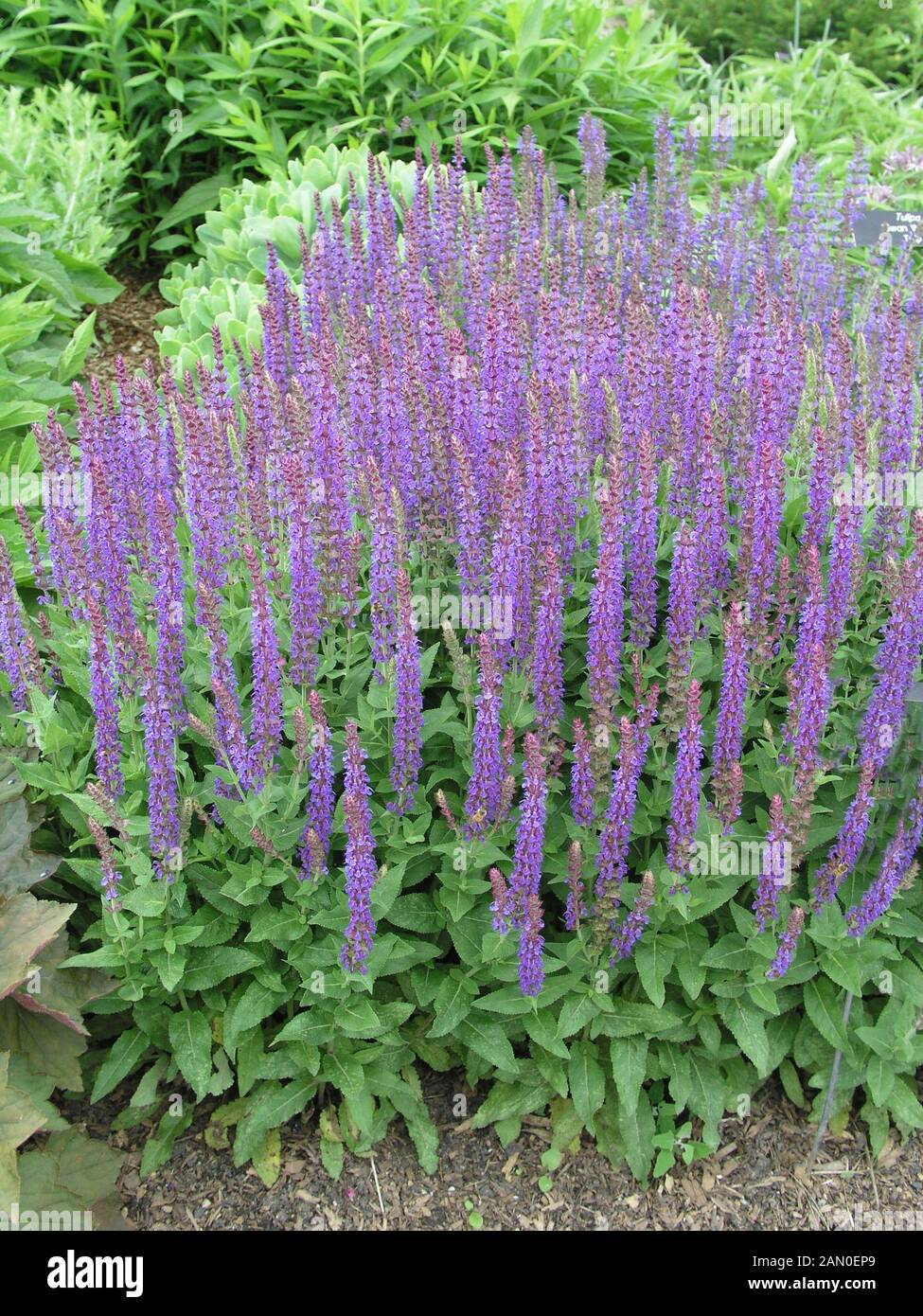 Salvia sylvestris may night hi-res stock photography and images - Alamy