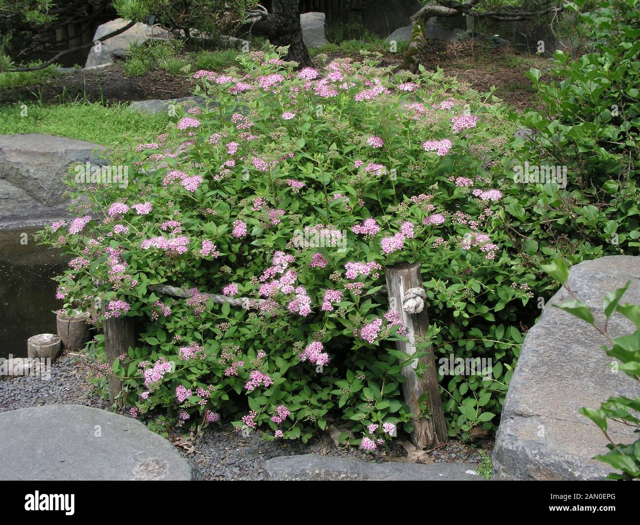 spiraea-japonica-alpina-hi-res-stock-photography-and-images-alamy