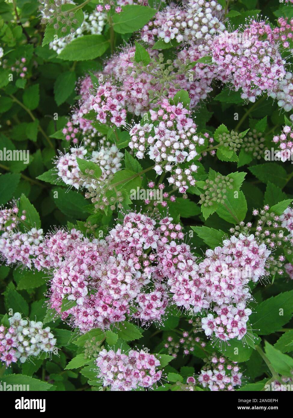 spiraea-japonica-alpina-hi-res-stock-photography-and-images-alamy