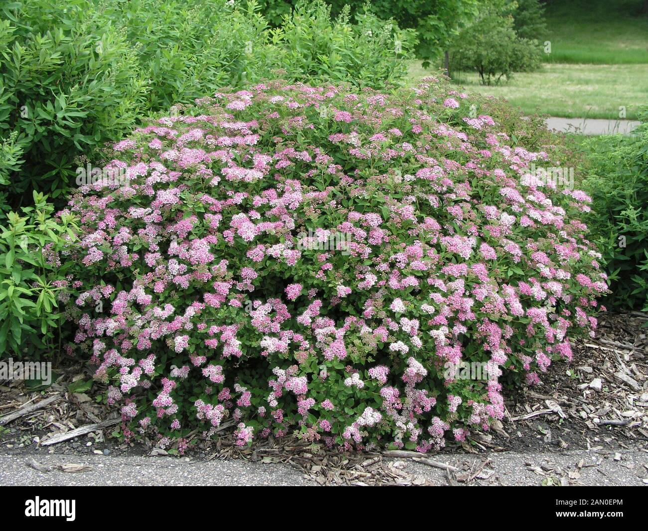 Little 2024 princess spirea