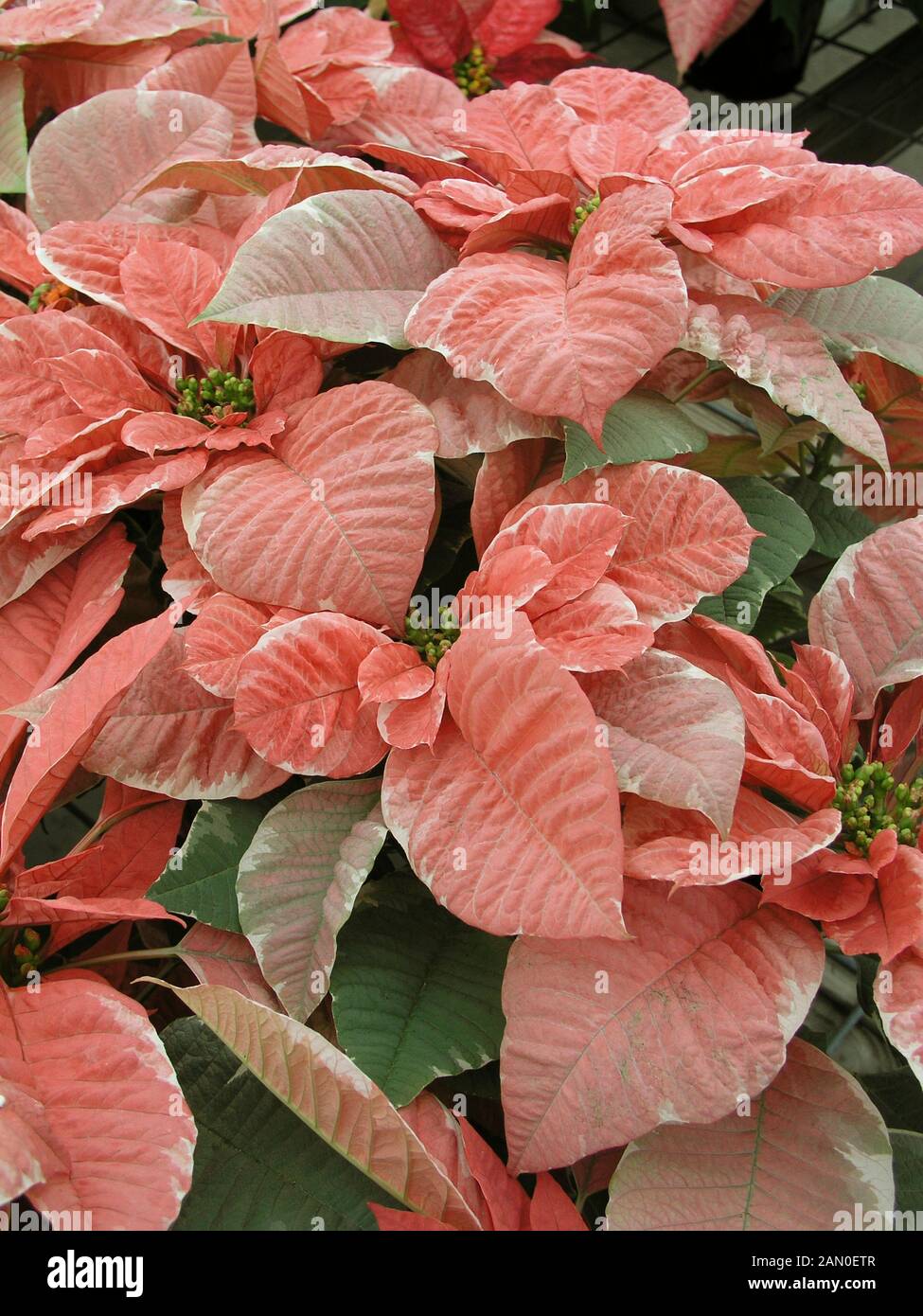 EUPHORBIA PULCHERRIMA POINSETTIA SILVERSTAR MARBLE Stock Photo Alamy