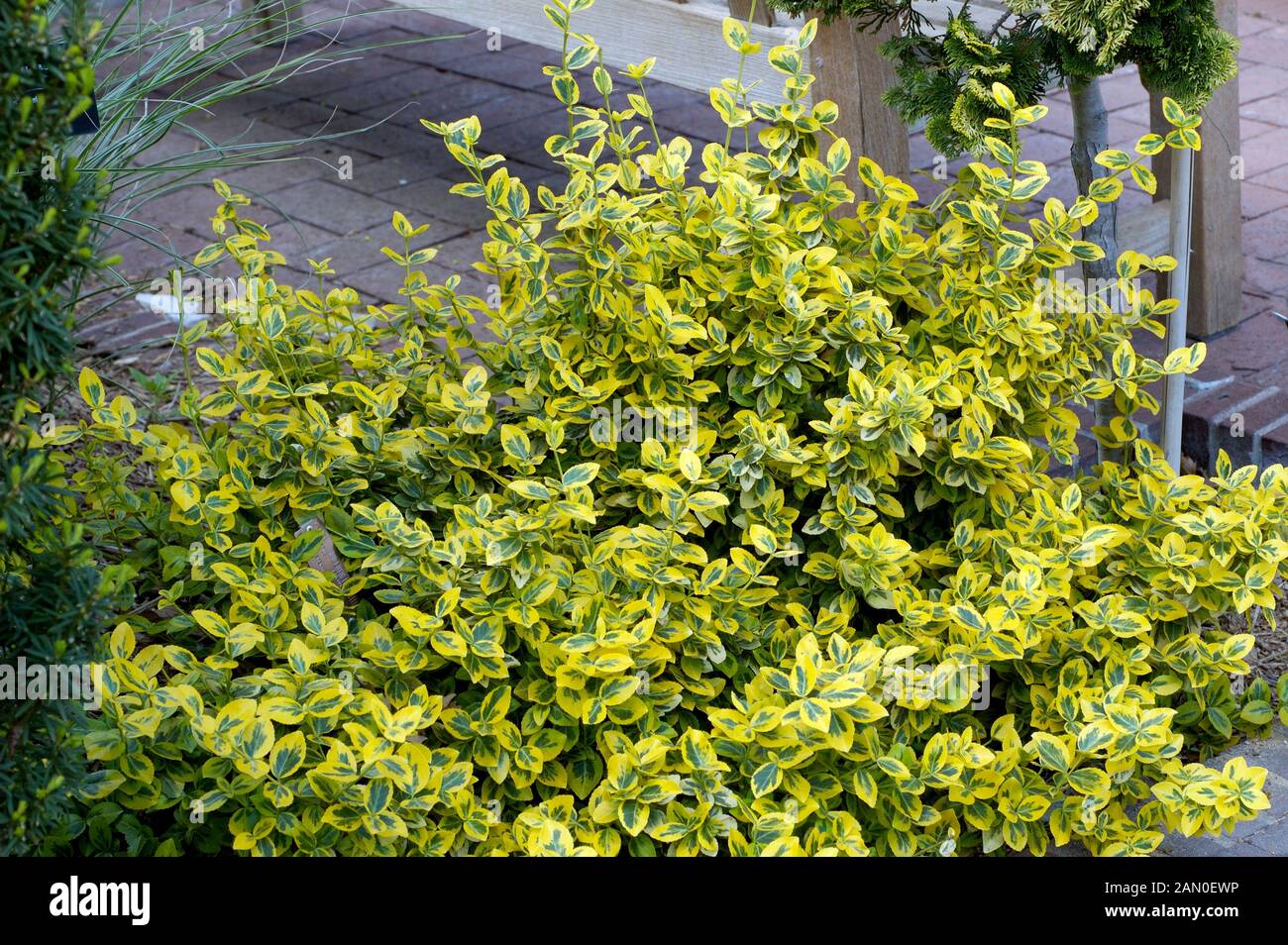 EUONYMUS FORTUNEI EMERALD N'' GOLD Stock Photo