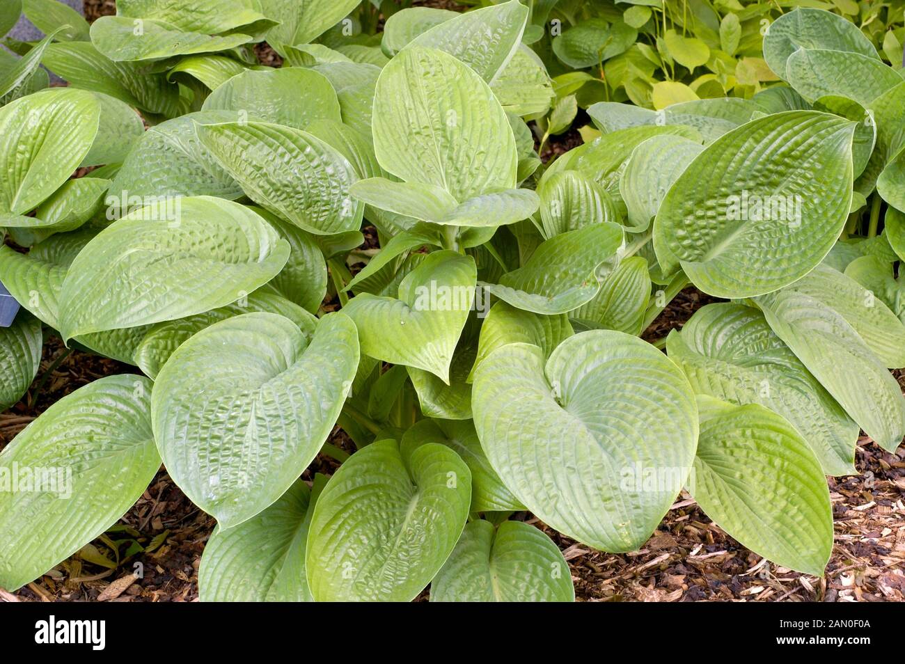 HOSTA AQUA VELVA Stock Photo Alamy