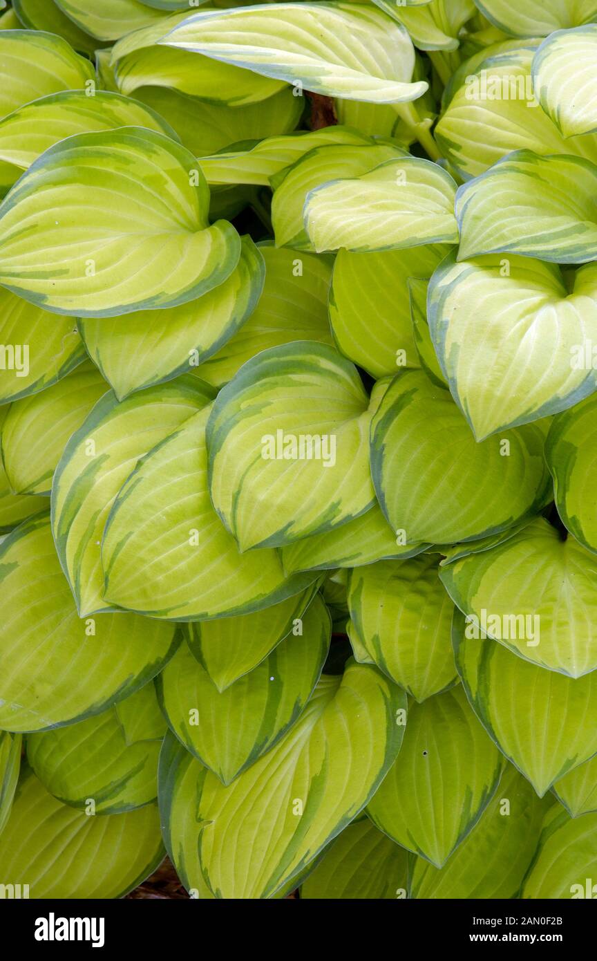 HOSTA EMERALD TIARA Stock Photo Alamy