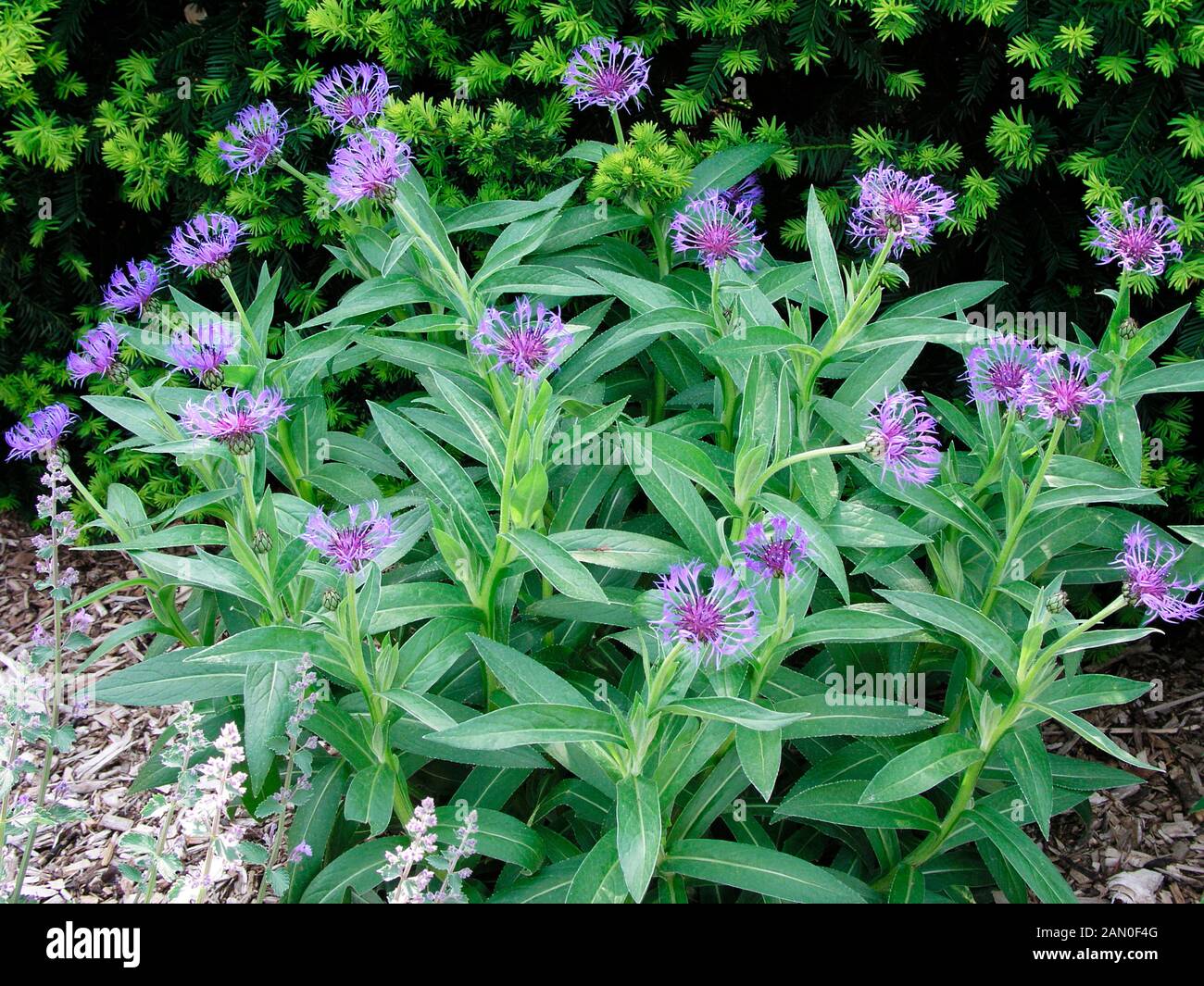 CENTAUREA MONTANA Stock Photo