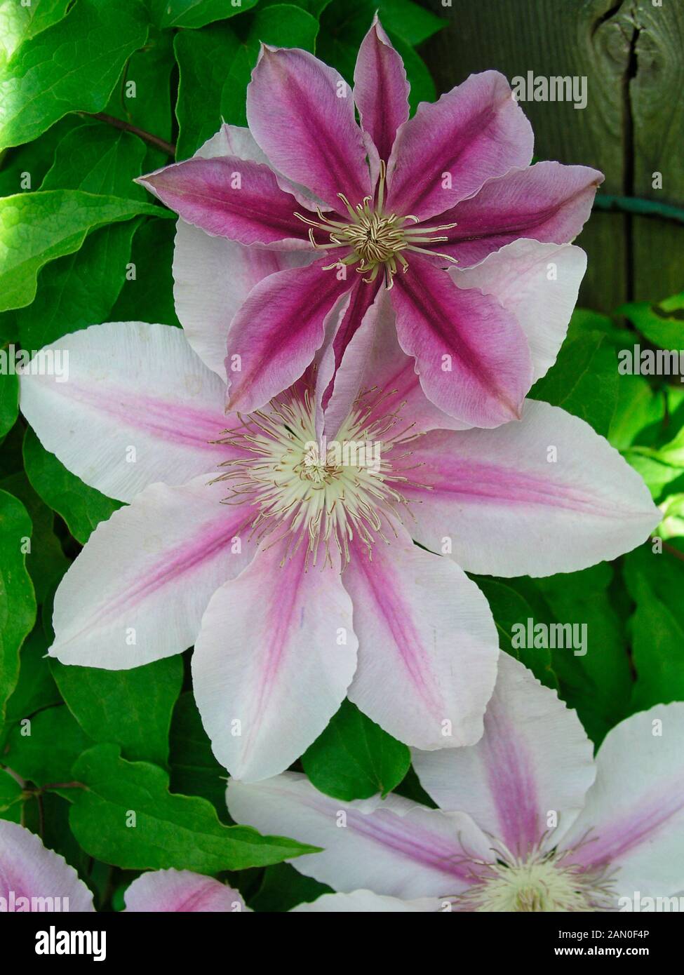 CLEMATIS BEES JUBILEE Stock Photo - Alamy