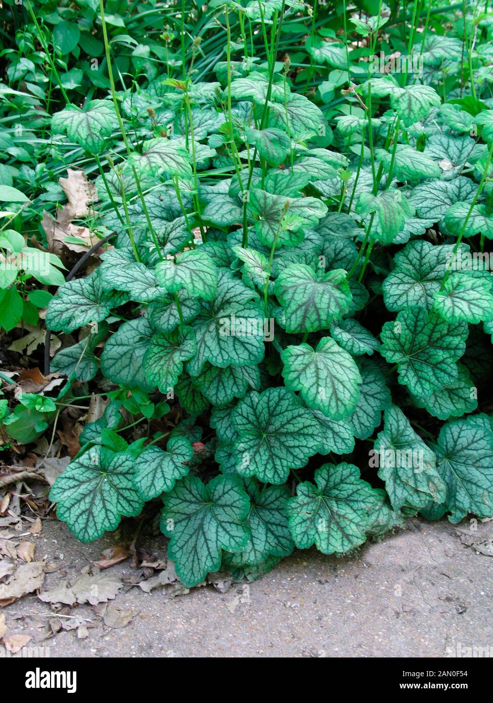 HEUCHERA ECO IMPROVED Stock Photo Alamy