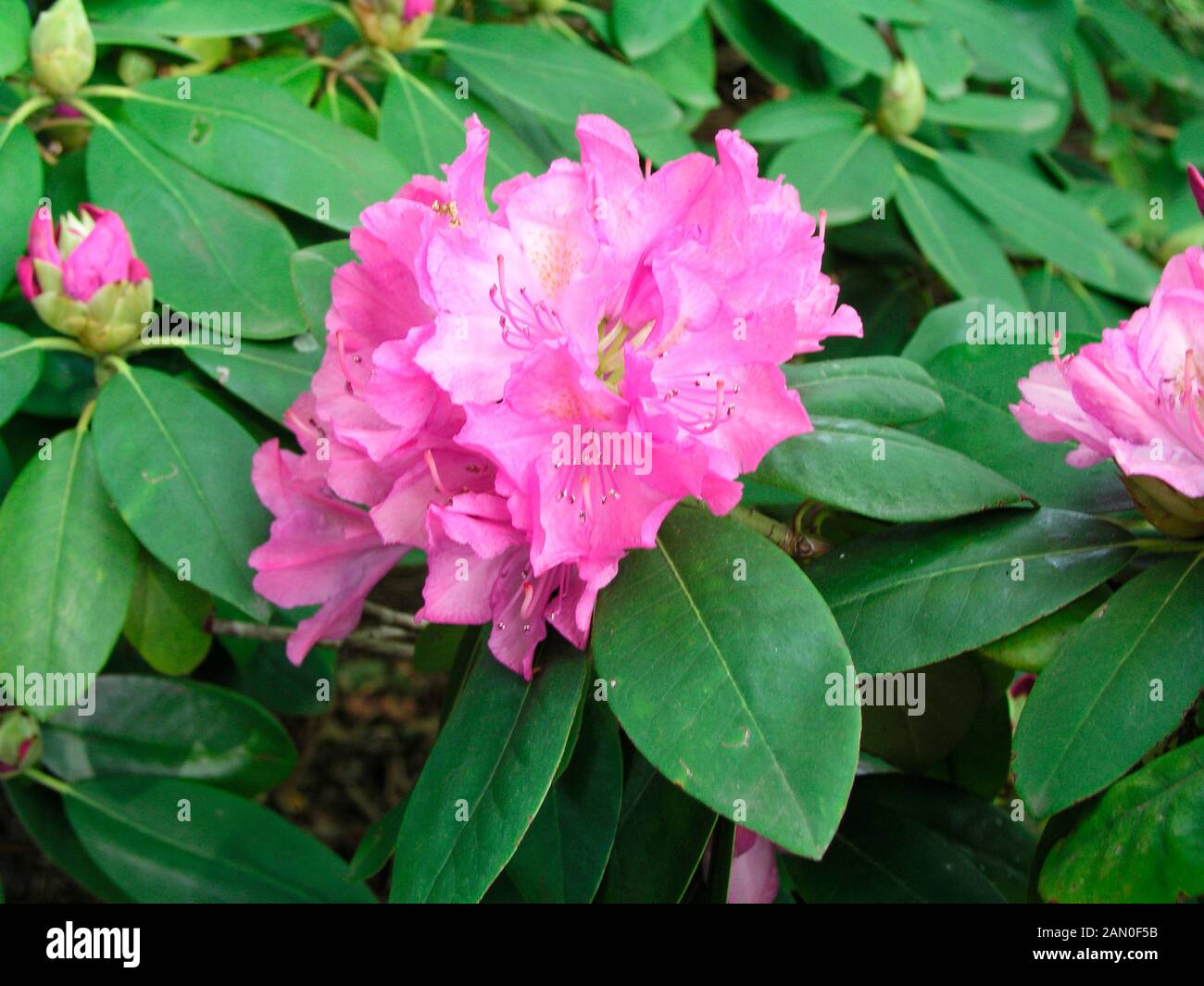 RHODODENDRON ENGLISH ROSEUM Stock Photo