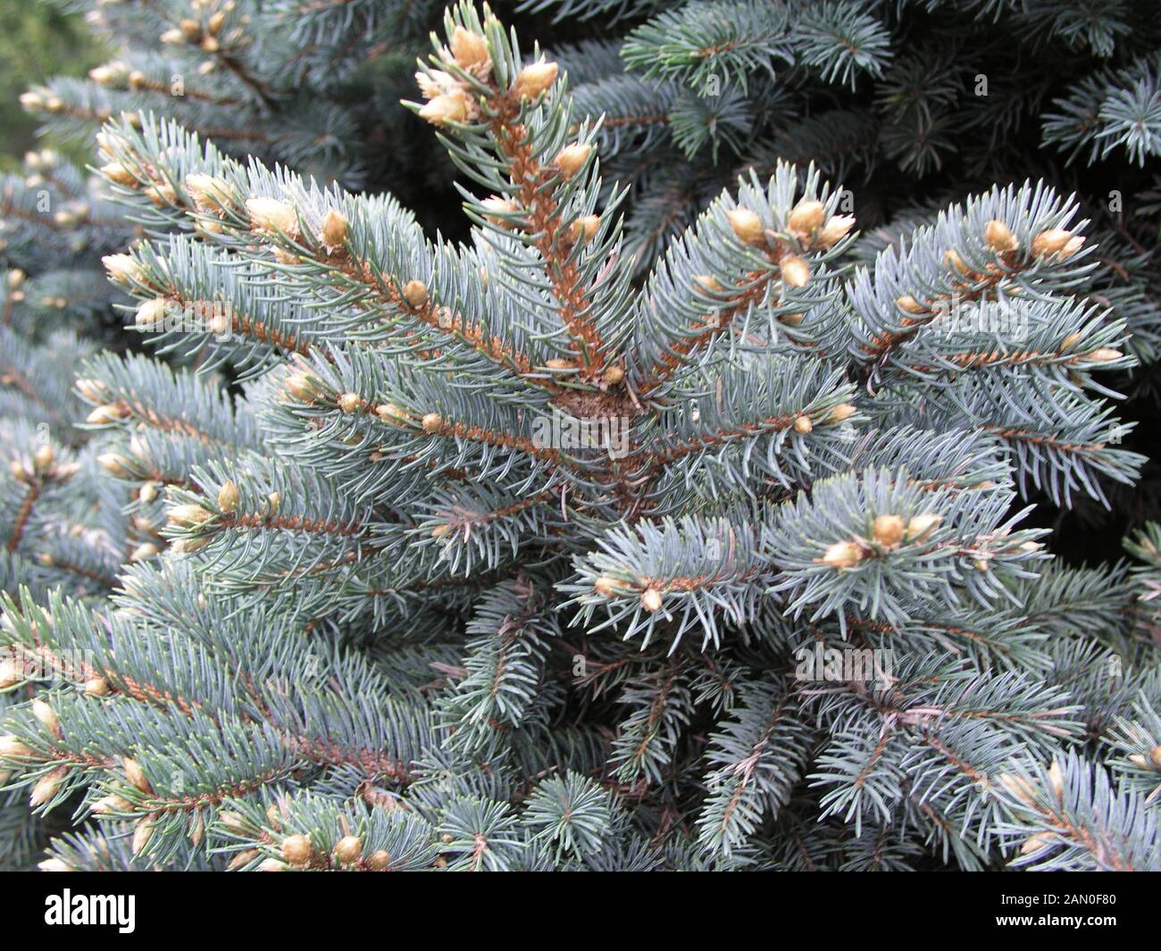 PICEA PUNGENS FOLIAGE Stock Photo