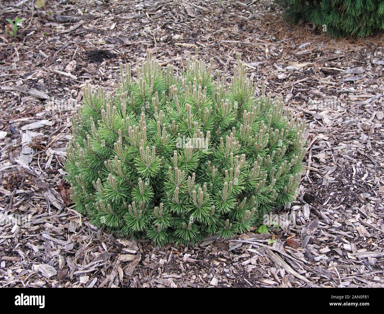 PINUS MUGO 'MOPS' (DWARF MOUNTAIN PINE Stock Photo Alamy