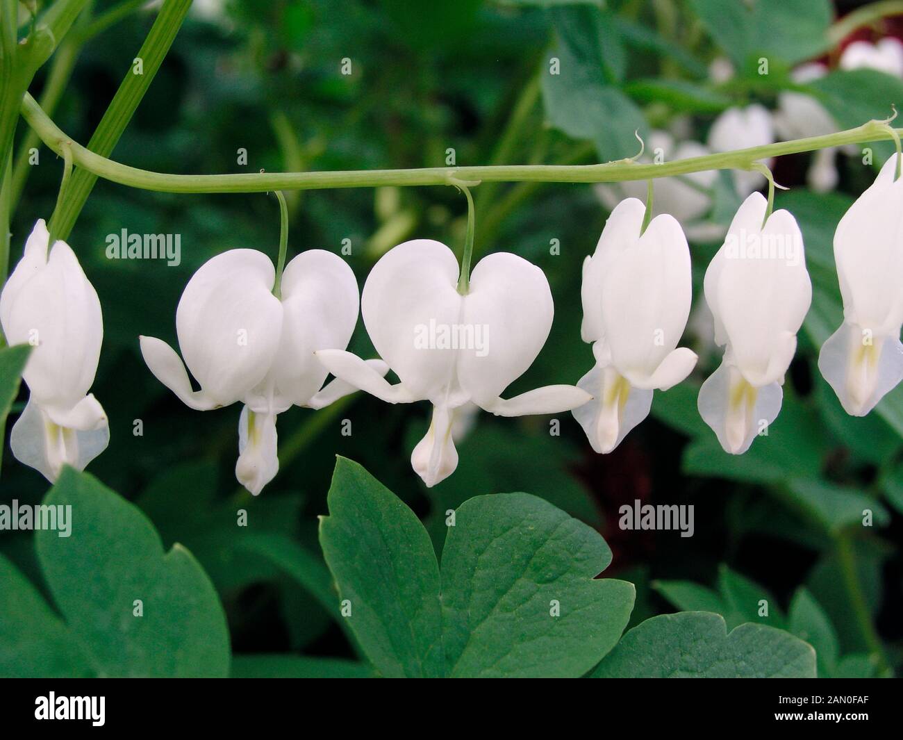 DICENTRA SPECTABILIS ALBA Stock Photo Alamy
