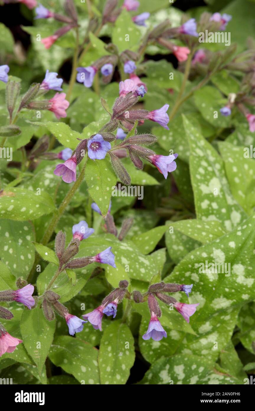 PULMONARIA SACCHARATA MARGERY FISH Stock Photo Alamy