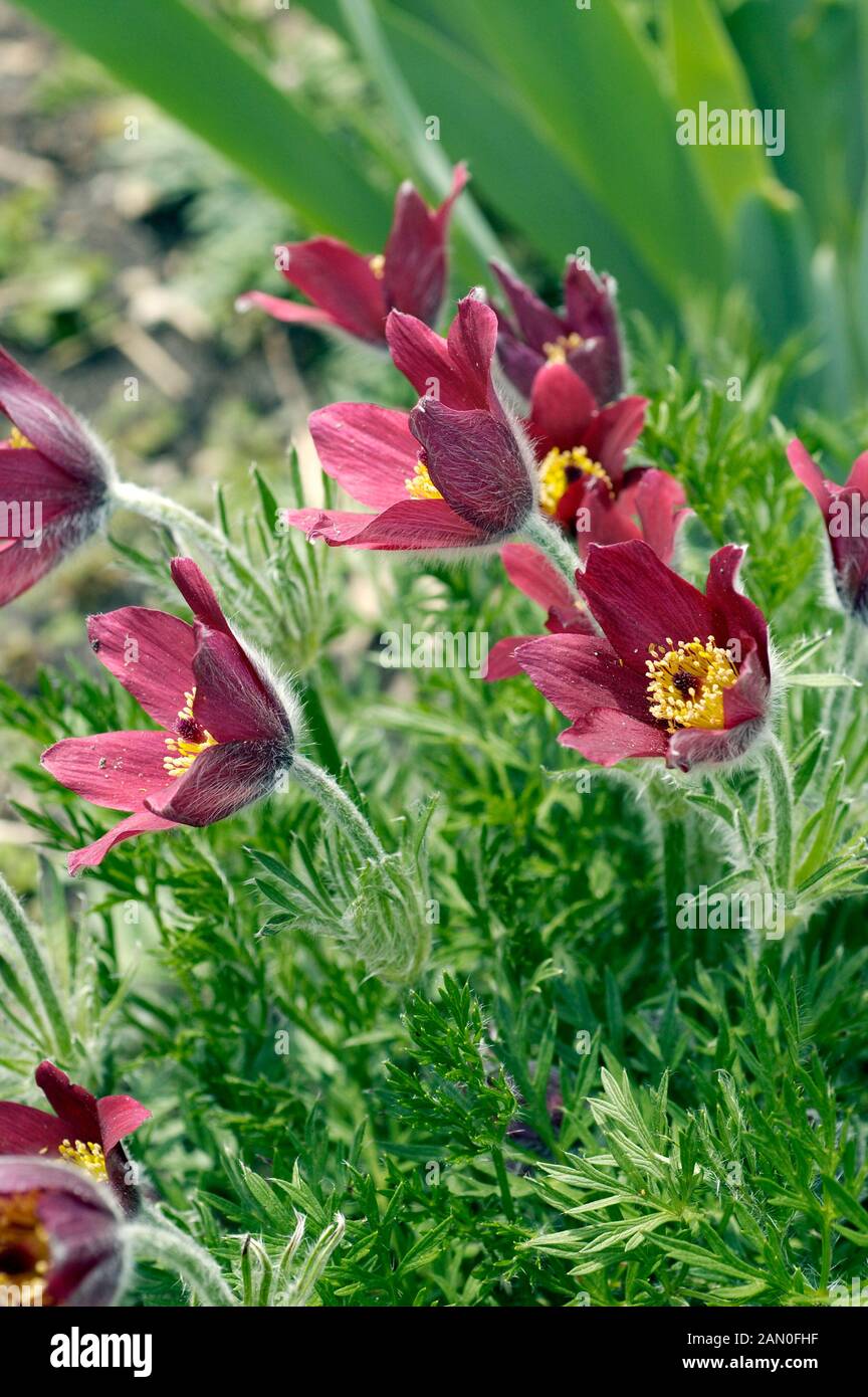 PULSATILLA VULGARIS ROTE GLOCKE Stock Photo