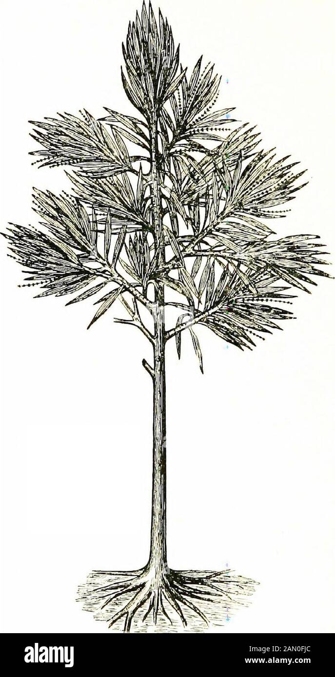 Plant-life, with 74 full-page illus., 24 being from photos, by the author and 50 in colour from drawings . feet in height; the trunkswere unbranched up to nearly the top, where they werecrowned by branches bearing long simple leaves havingparallel veins. Fig. 70 gives a general idea of the ap-pearance of Dorycordaites, which had lance-shapedleaves nearly 3 feet in length, pointed at their tips.Fig. 71 shows a restored branch of Cordaites Icevis ; itindicates the form and arrangement of leaves, which fre-quently attained a length of 3 feet. The same figureshows inflorescences consisting of many Stock Photo