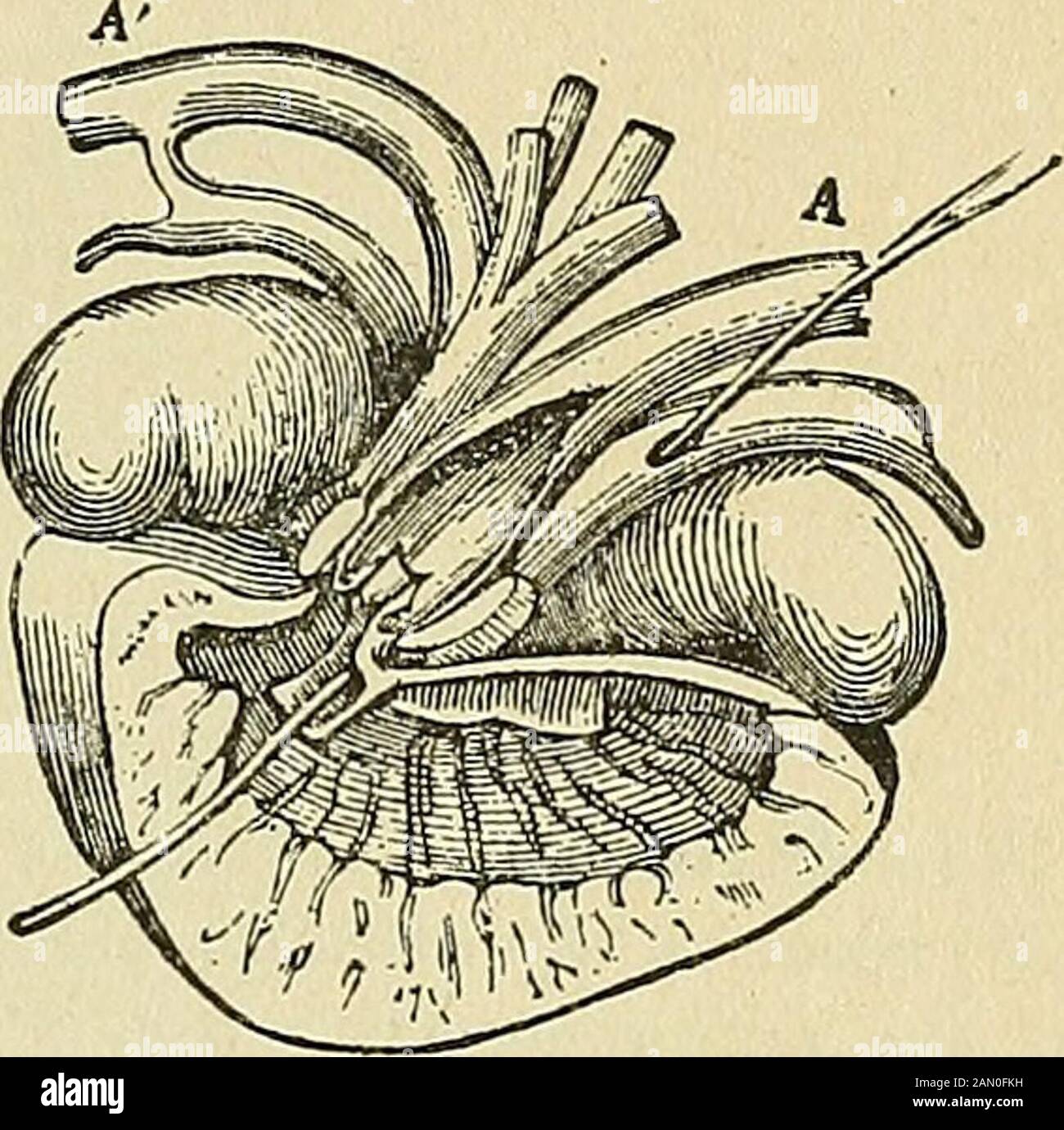 The laws and mechanics of circulation, with the principle involved in animal movement . Heart of Tortoise (Chelys fimbriate).—Owen. Showing interior of ventricle, the incom-plete interventricular septum dividing the aortic from the pulmonic cavities, throughwhich the bristle is passed in the two sections. Fig. 176.—P, pulmonary artery laid open at the root, so as to expose the bivalved orifice,the bristle passed through the incomplete septum. Fig. 177. —A, right aorta ; A, left aorta, similarly exposed, and the incomplete septumcut through, the bristle passed through the pulmonary vein of that Stock Photo