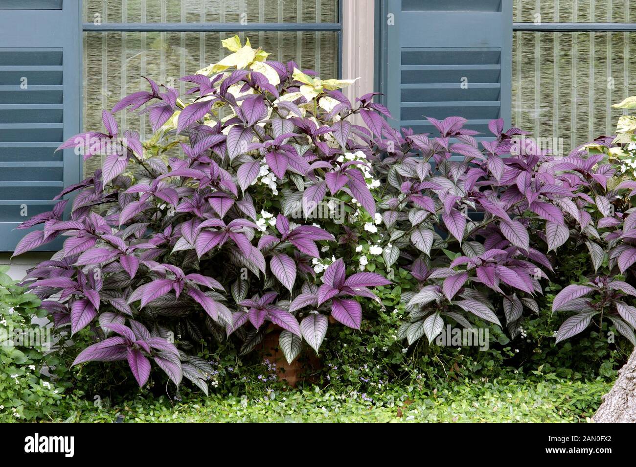 STROBILANTHES DYERIANUS PERSIAN SHIELD Stock Photo Alamy