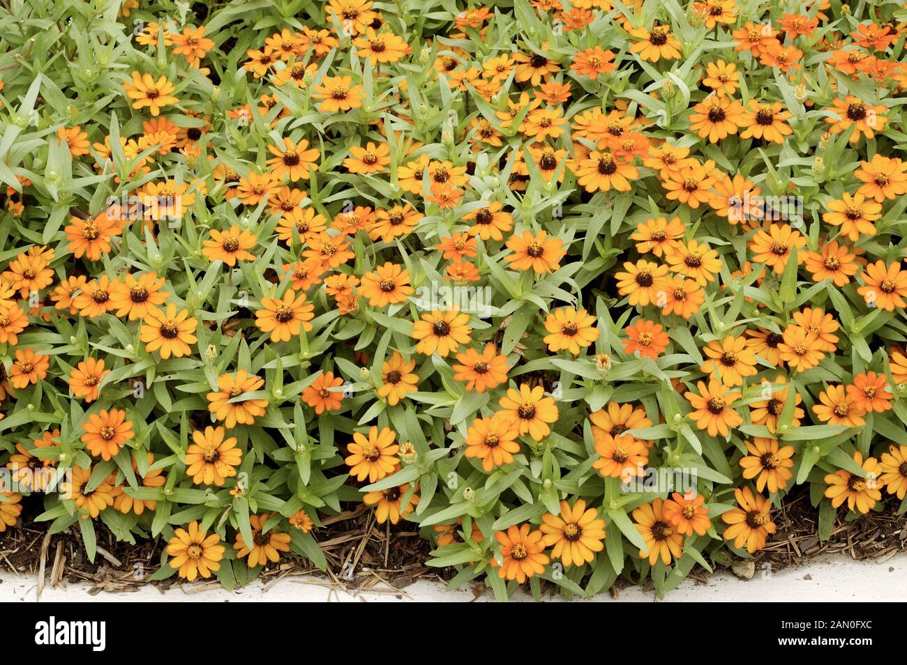 ZINNIA PROFUSION FIRE Stock Photo Alamy