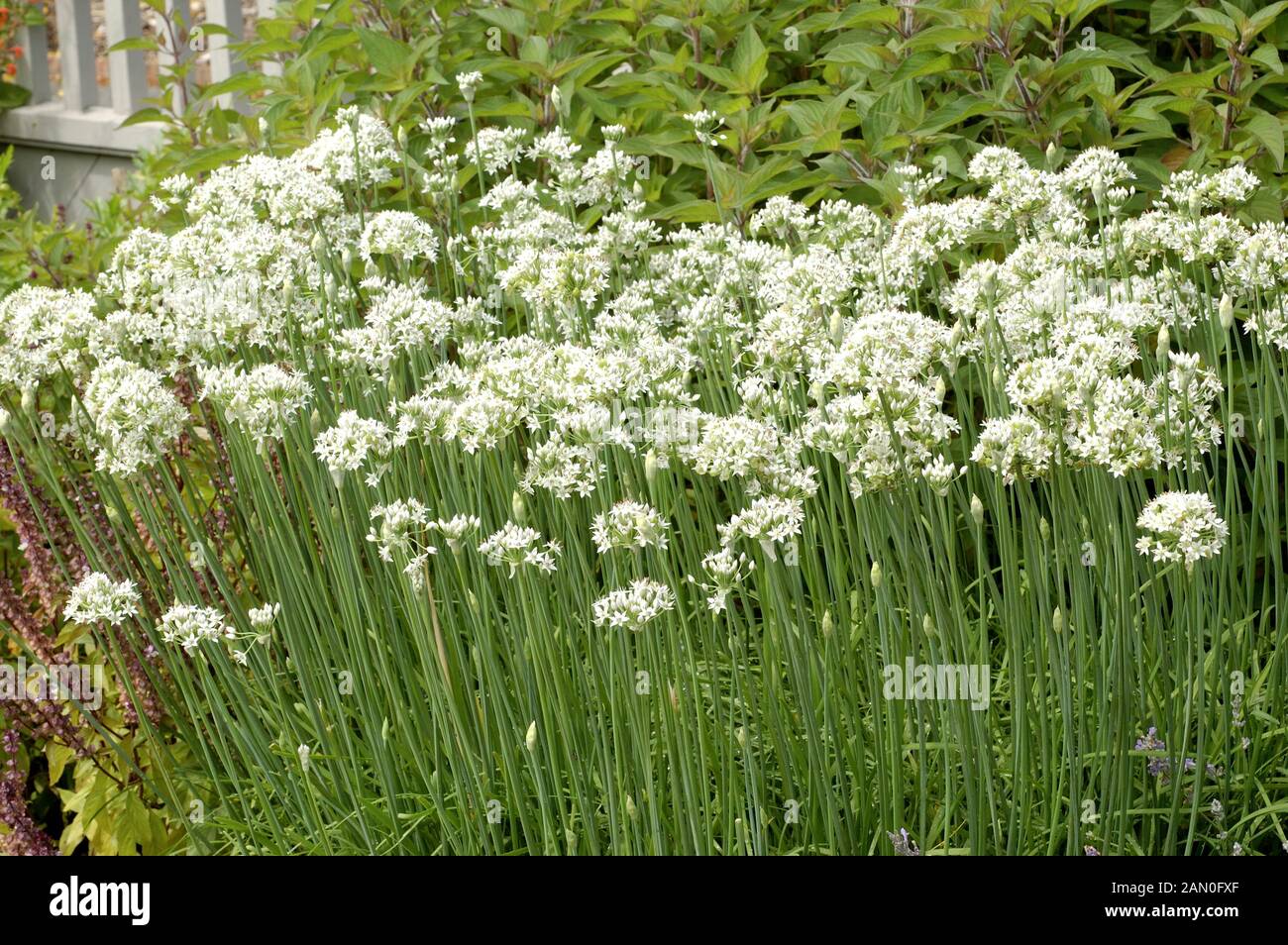 ALLIUM TUBEROSUM GARLIC CHIVES Stock Photo Alamy