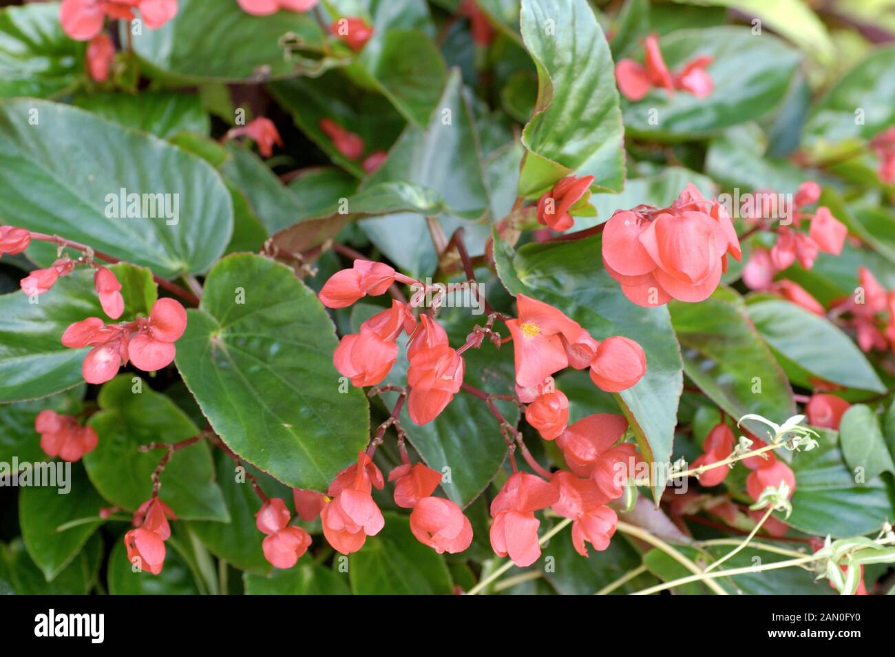 BEGONIA DRAGON WING RED Stock Photo Alamy