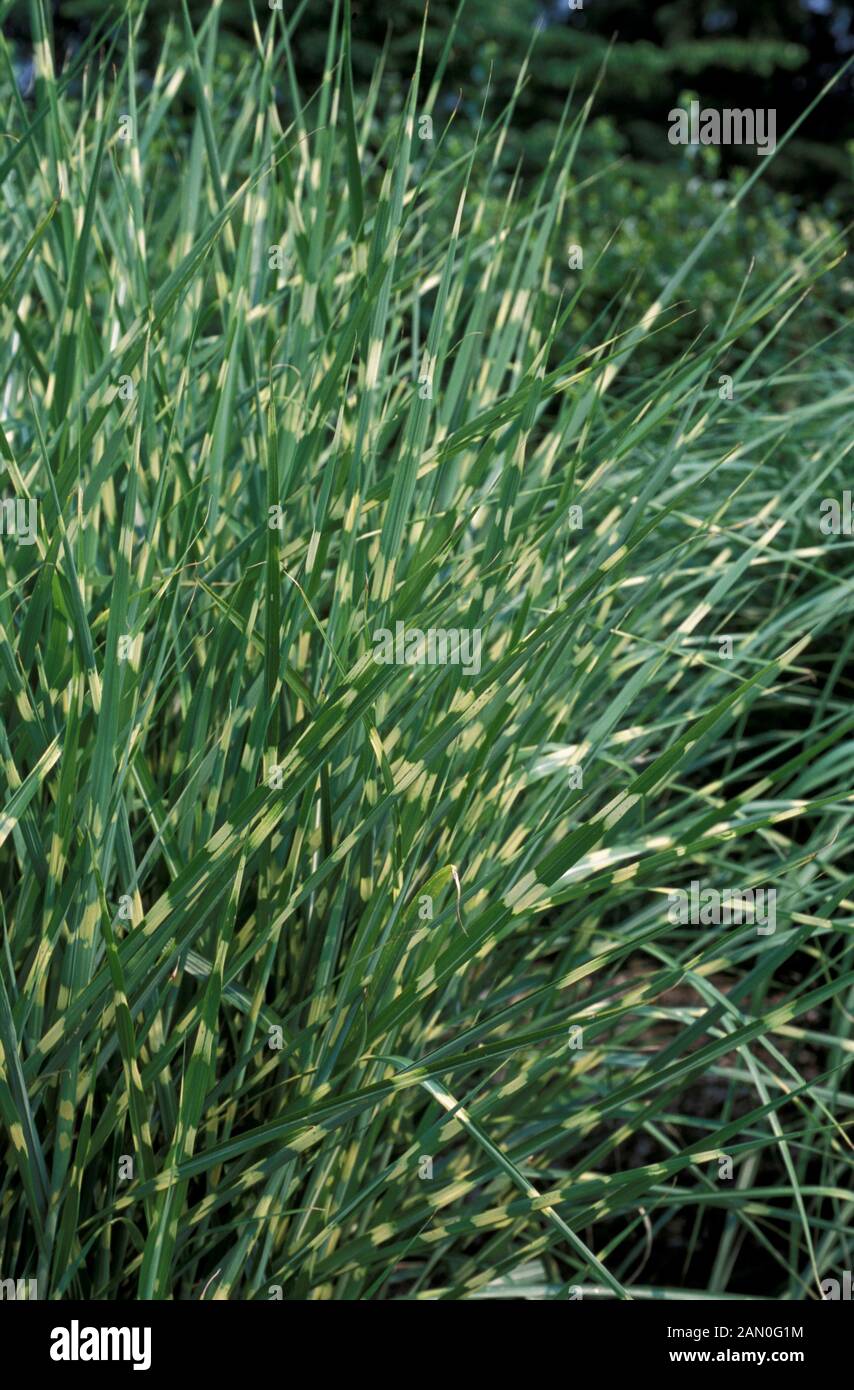 MISCANTHUS SINENSIS STRICTUS   PORCUPINE GRASS   POACEAE Stock Photo