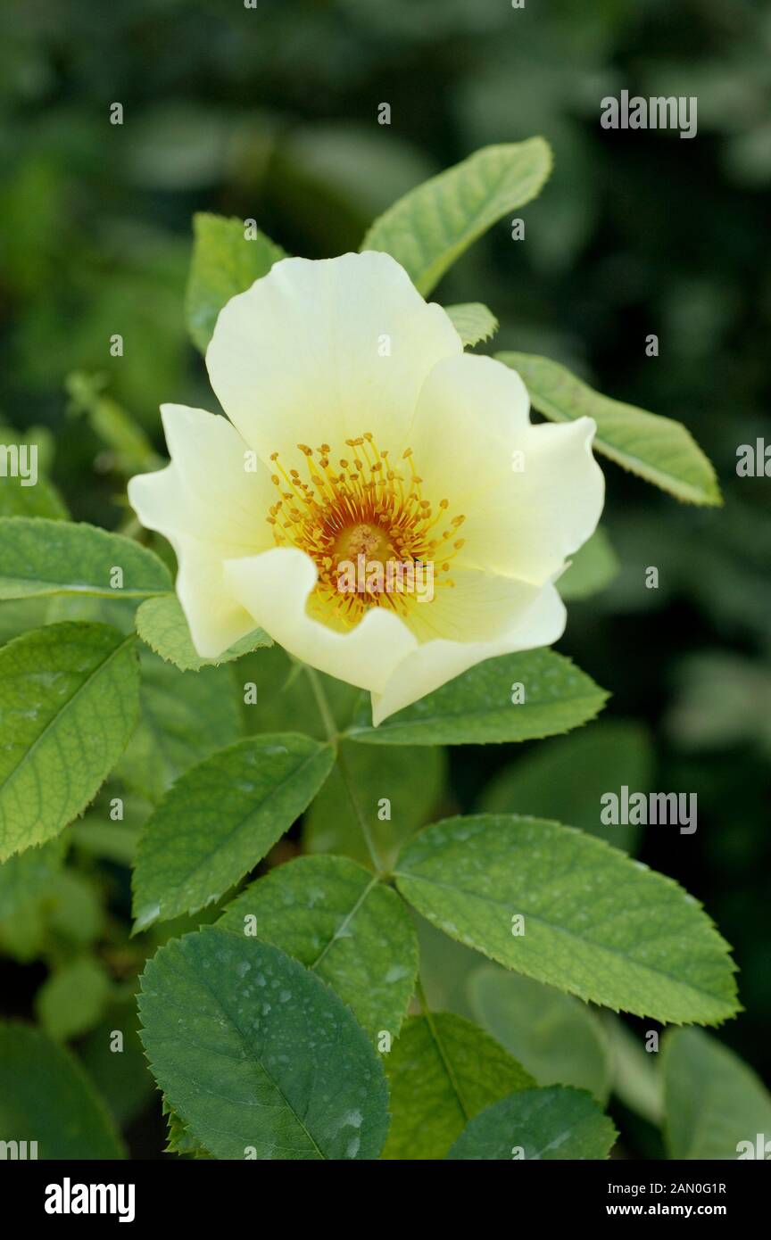 Golden Wings Rose High Resolution Stock Photography and Images - Alamy