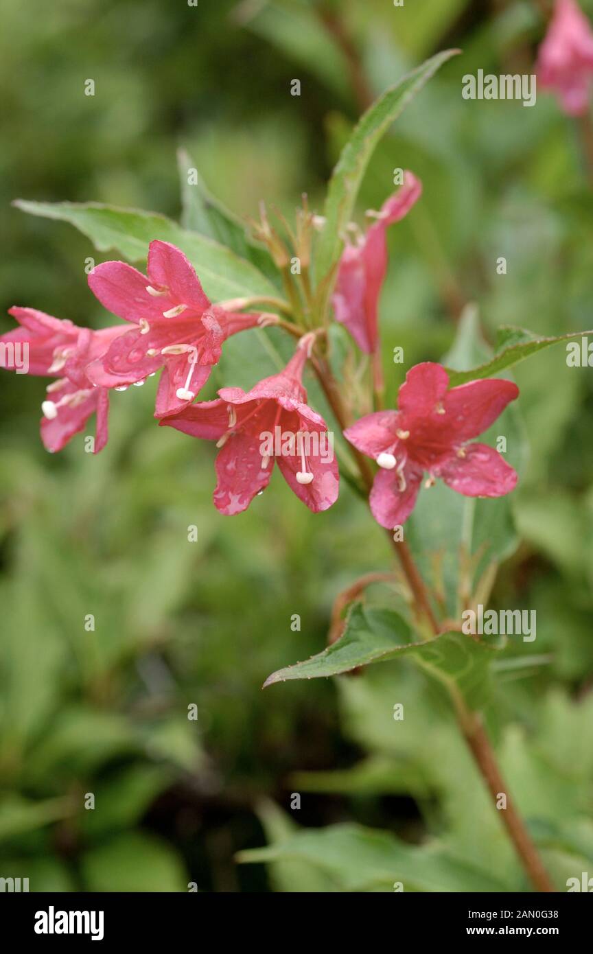WEIGELA FLORIDA RED PRINCE Stock Photo Alamy