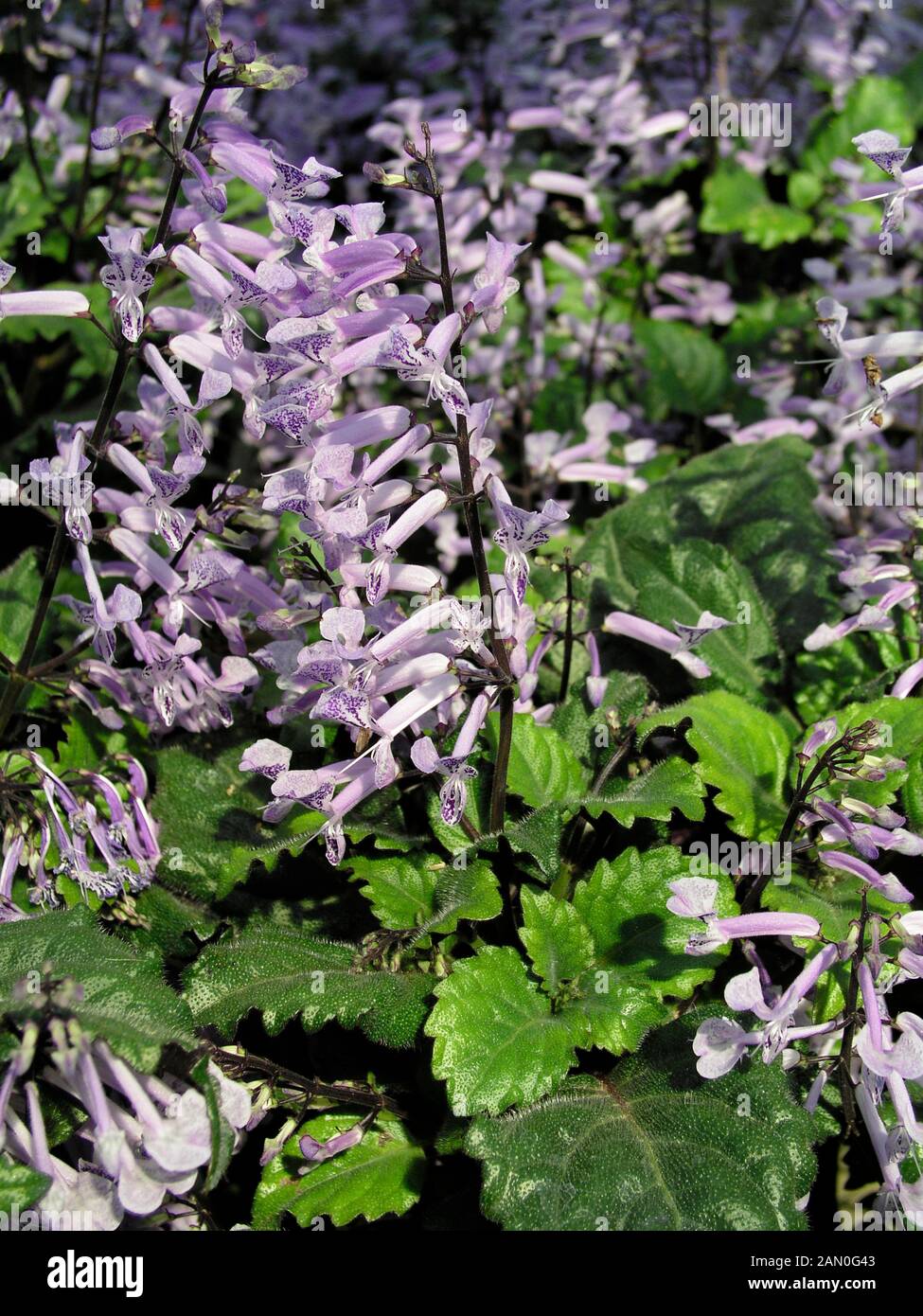 Plectranthus mona lavender hi-res stock photography and images - Alamy
