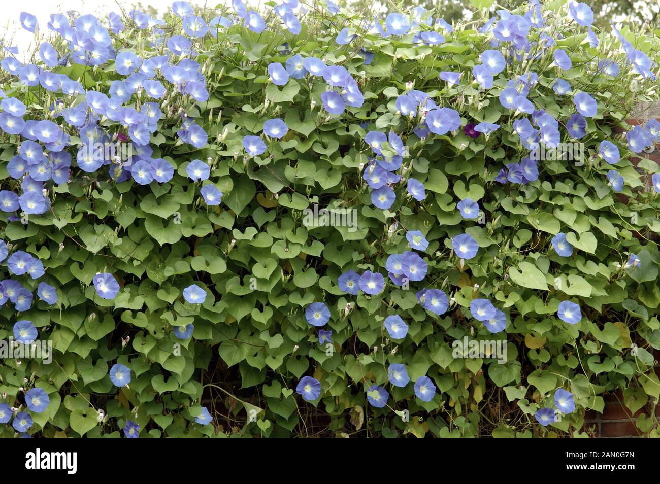 IPOMOEA TRICOLOR   MORNING GLORY ON WALL Stock Photo