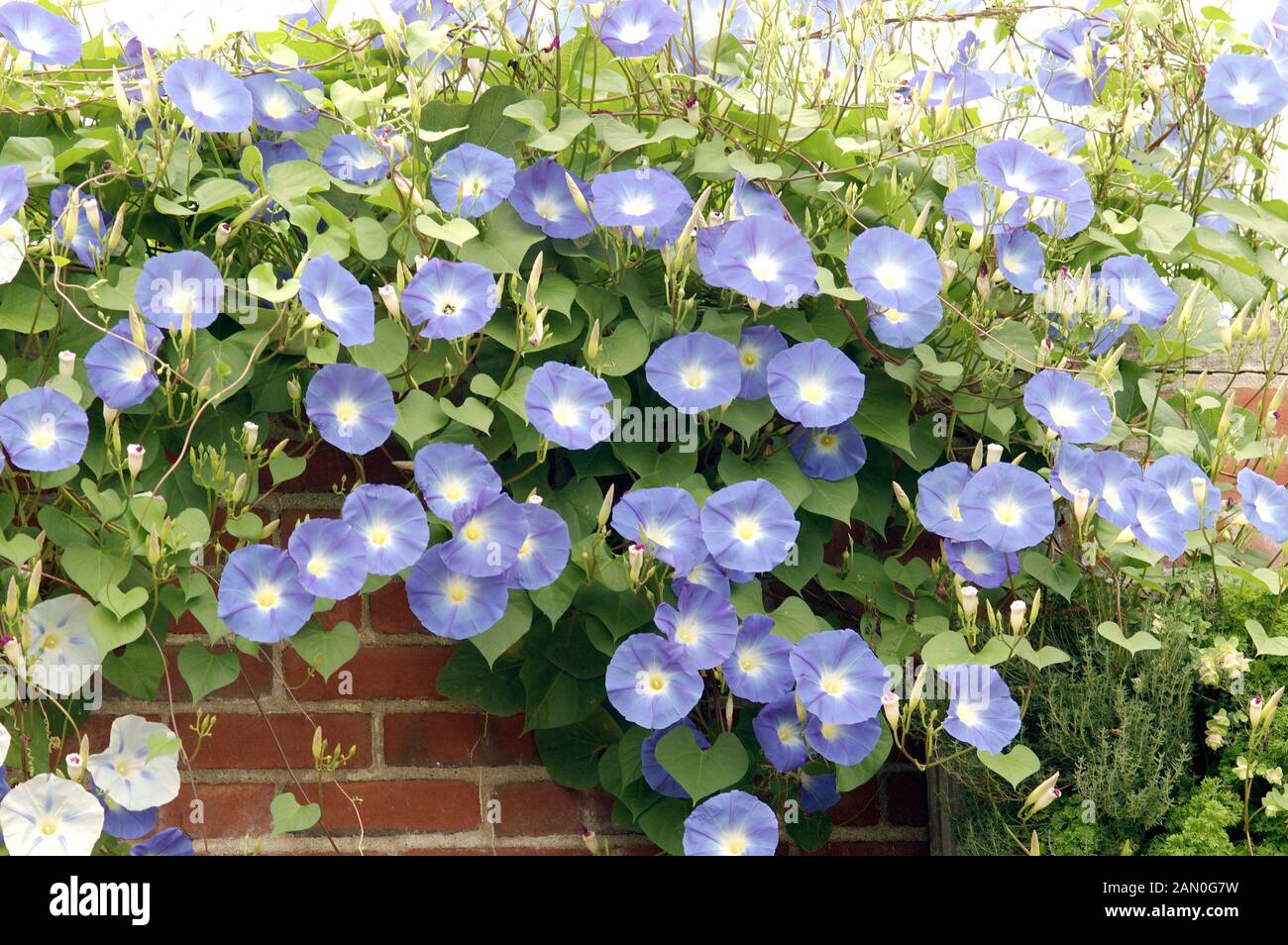 IPOMOEA TRICOLOR   MORNING GLORY Stock Photo