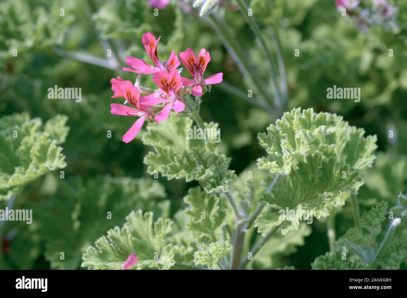 PELARGONIUM FILBERT SCENTED GERANIUM Stock Photo - Alamy