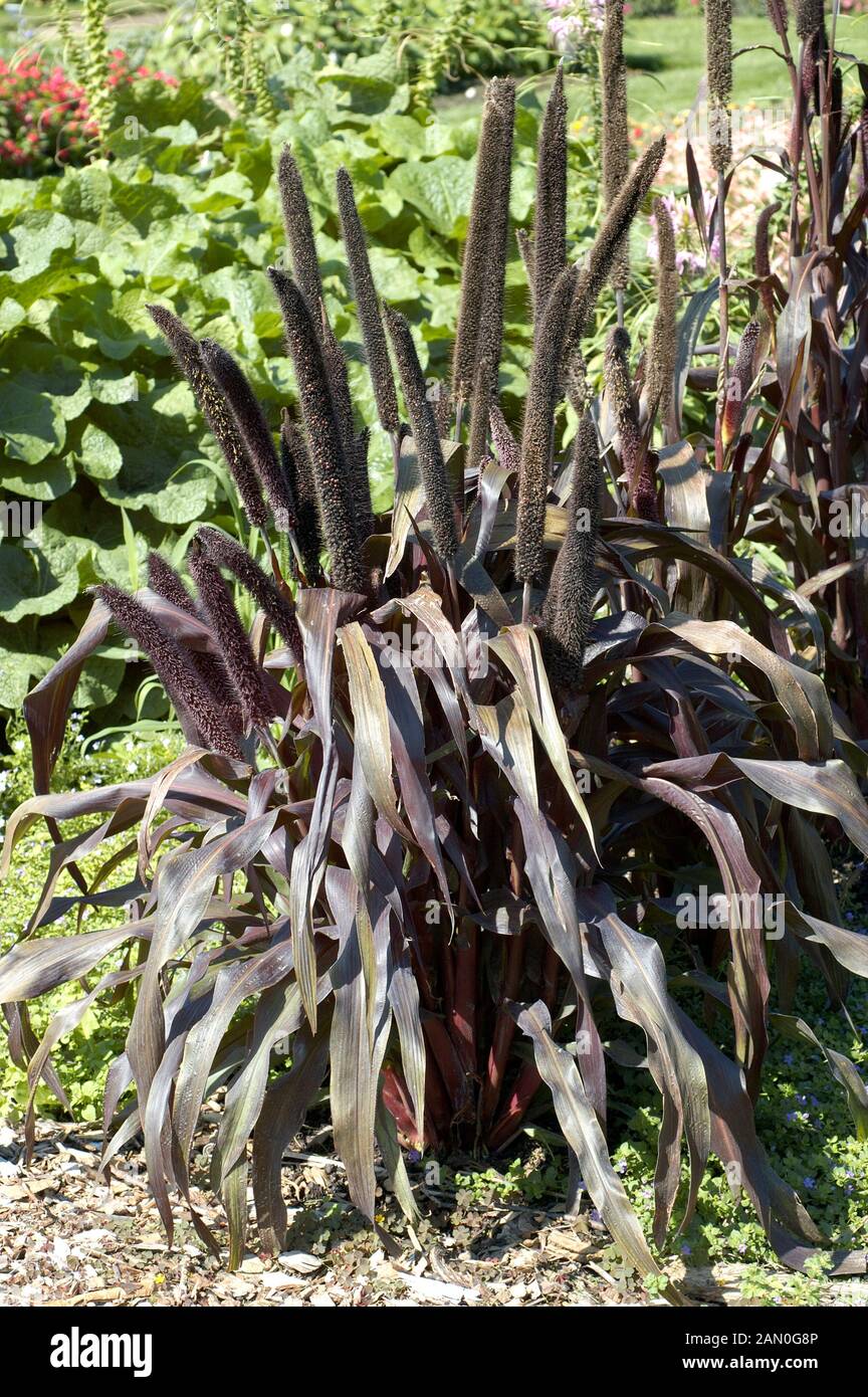 PENNISETUM GLAUCUM PURPLE BARON Stock Photo Alamy