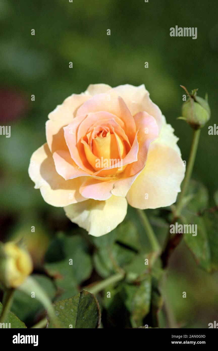 Brass band rose hi-res stock photography and images - Alamy