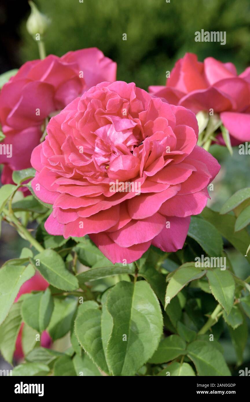 ROSA THE DARK LADY Stock Photo - Alamy