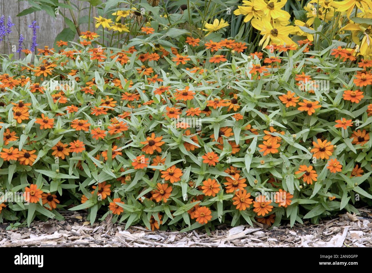 Zinnia profusion fire hires stock photography and images Alamy