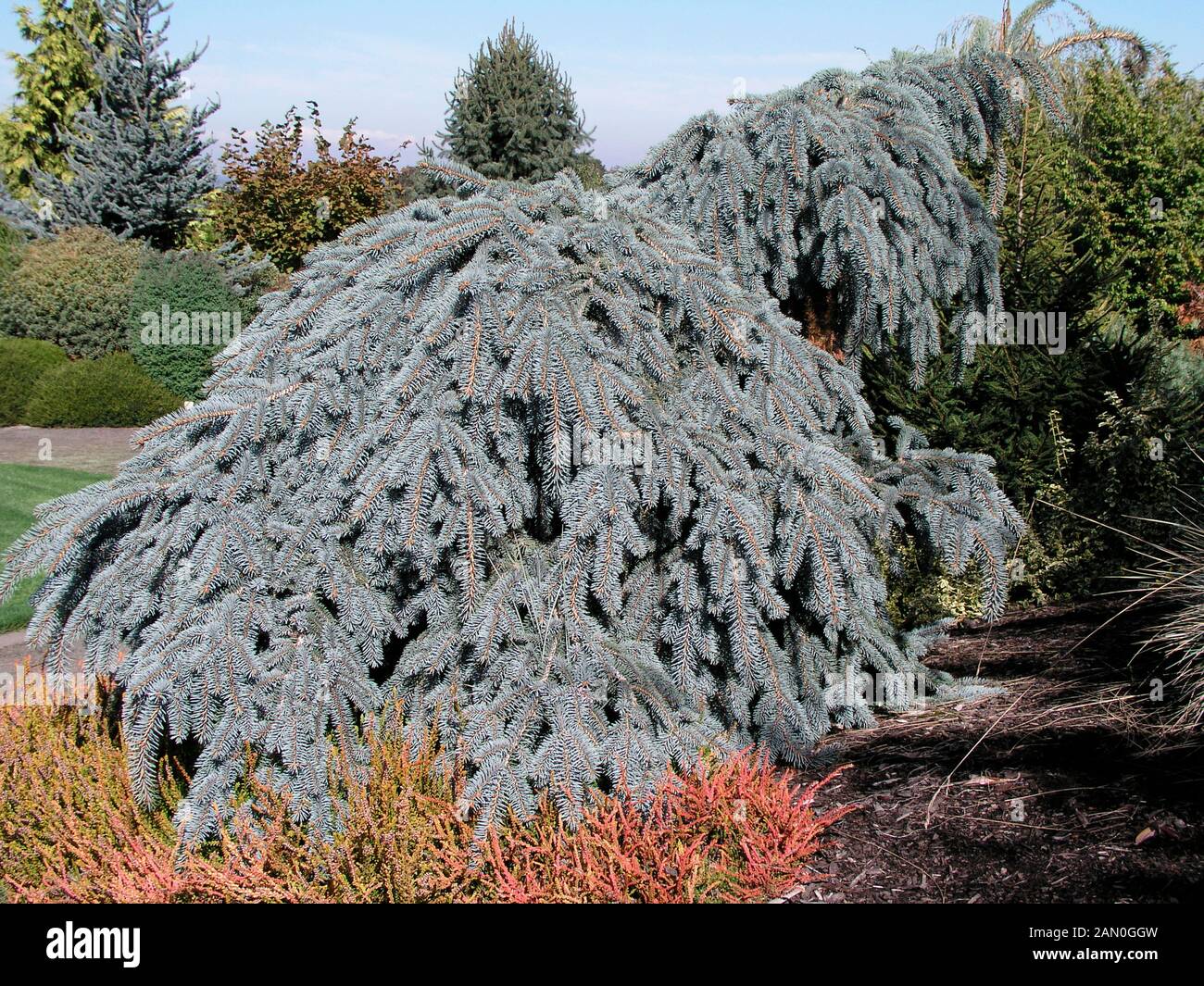 PICEA PUNGENS THE BLUES Stock Photo