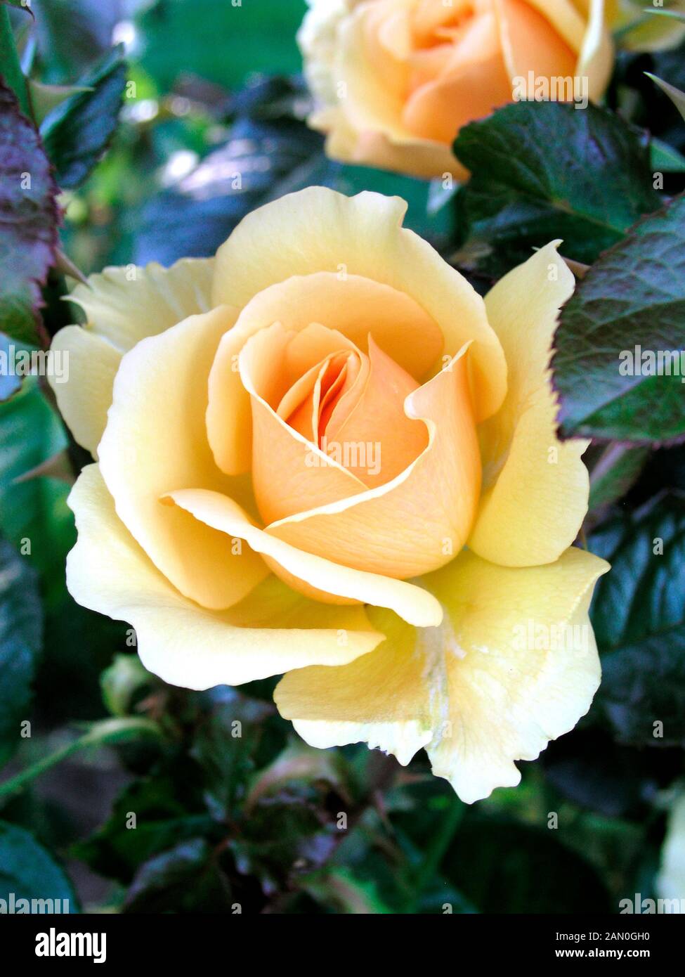 ROSA AMBER QUEEN Stock Photo - Alamy