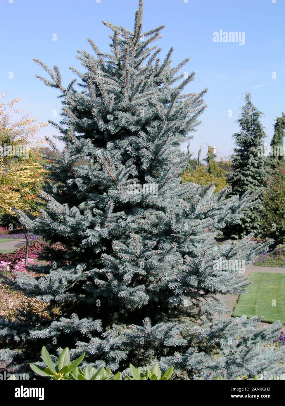 PICEA PUNGENS 'BABY BLUE EYES' Stock Photo