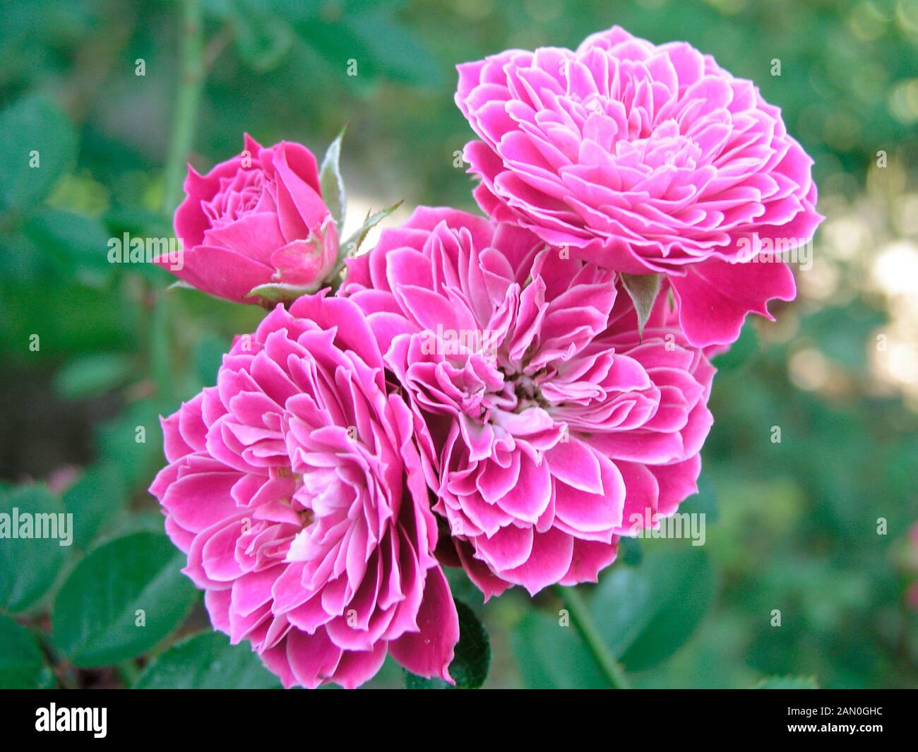 Rosa miniature mariotta hi-res stock photography and images - Alamy