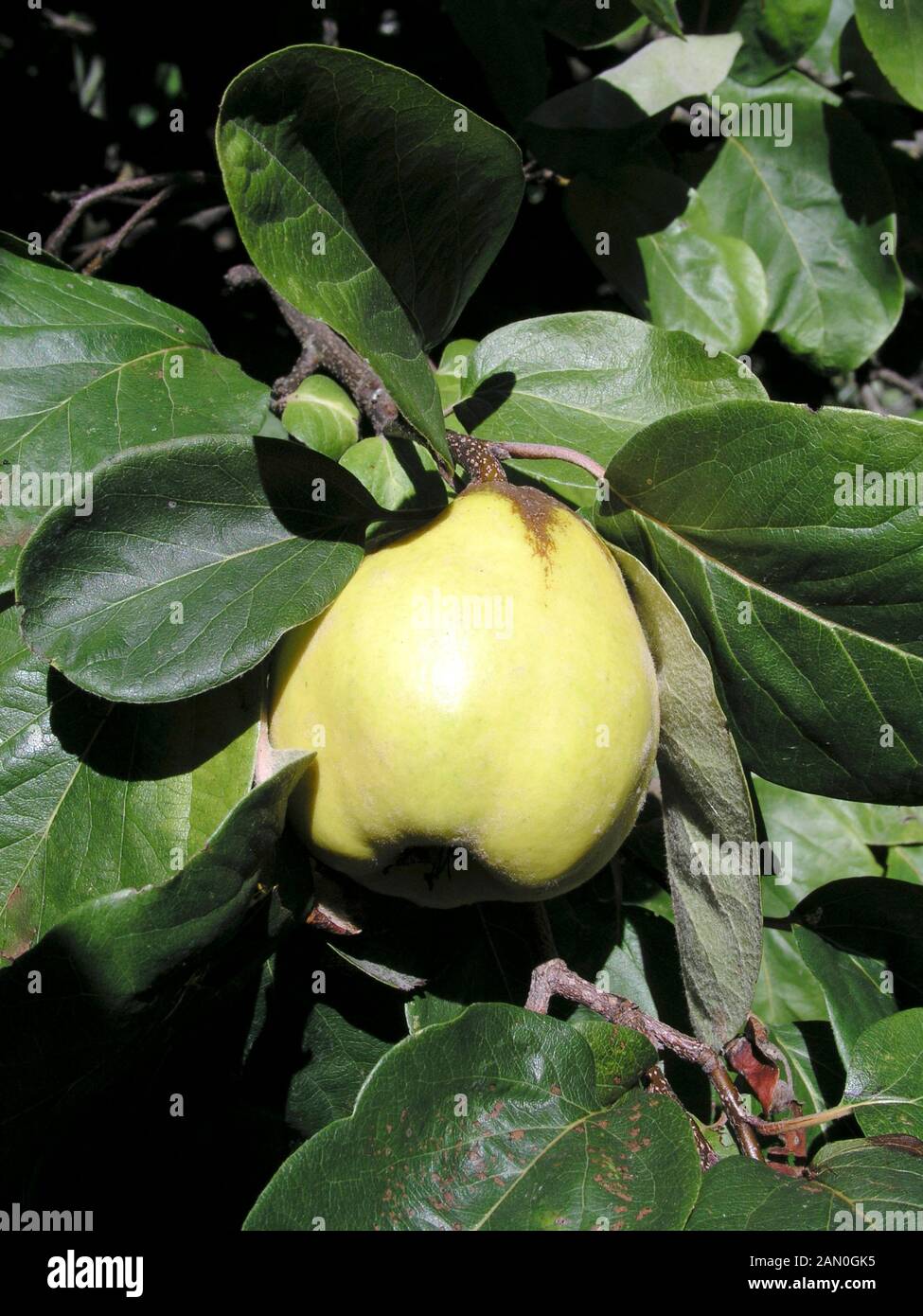 PSEUDOCYDONIA SINENSIS QUINCE FRUIT Stock Photo