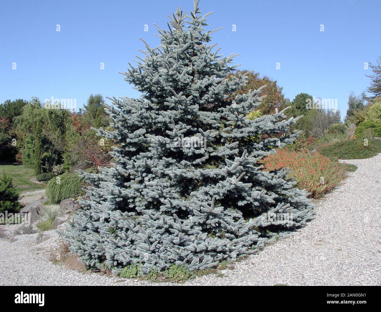 PICEA PUNGENS HOOPSII Stock Photo