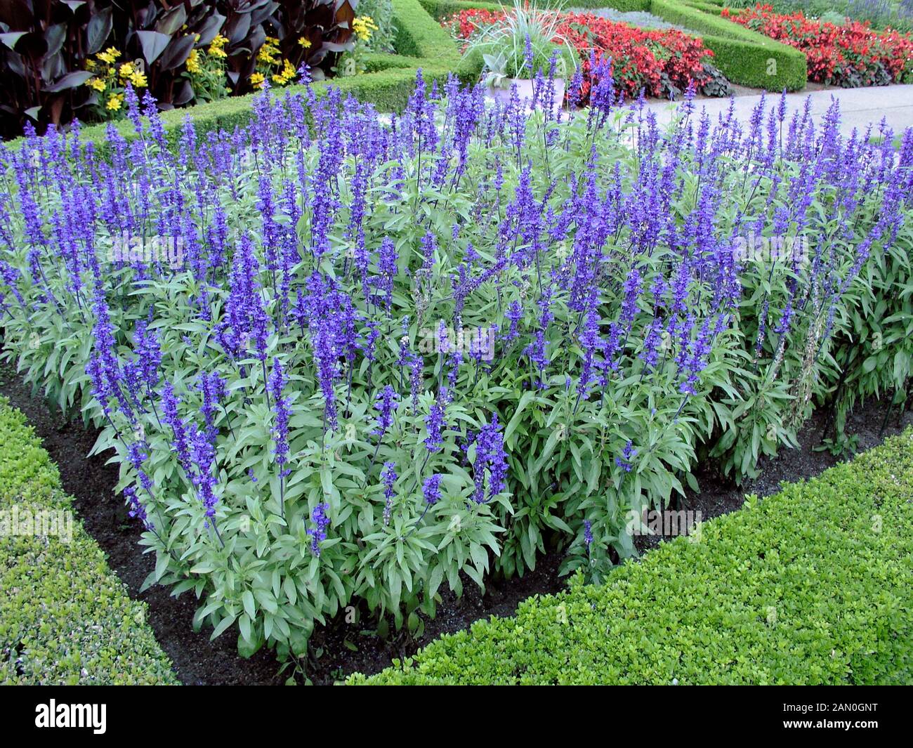 SALVIA FARINACEA VICTORIA BLUE Stock Photo