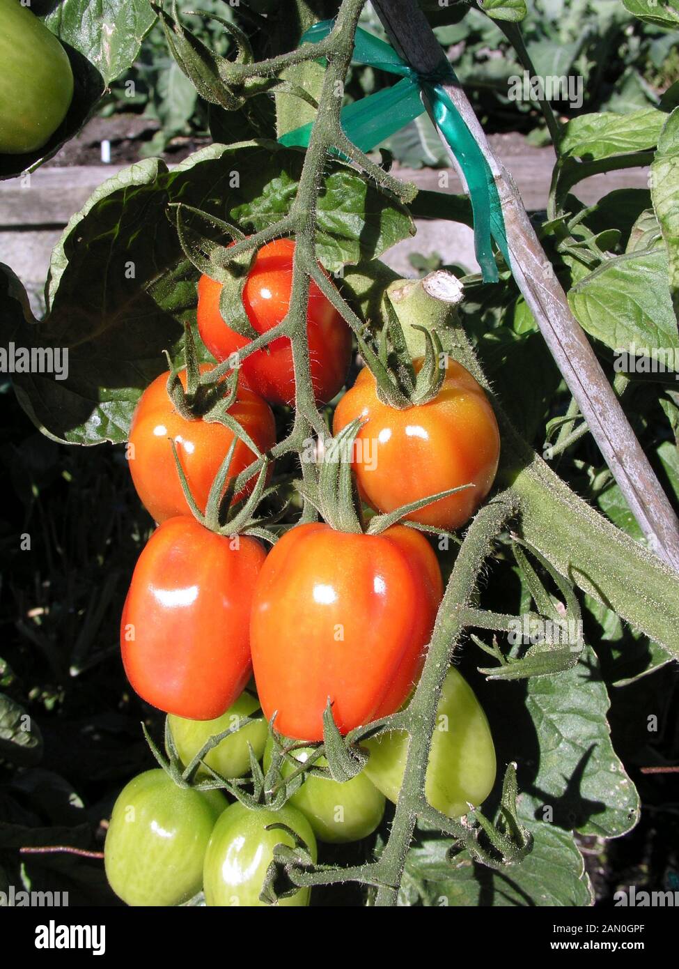 TOMATO JULIET CHERRY Stock Photo Alamy