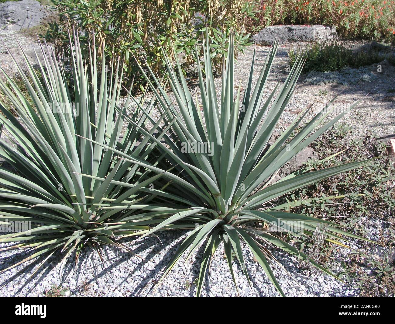 YUCCA SCHOTTII Stock Photo