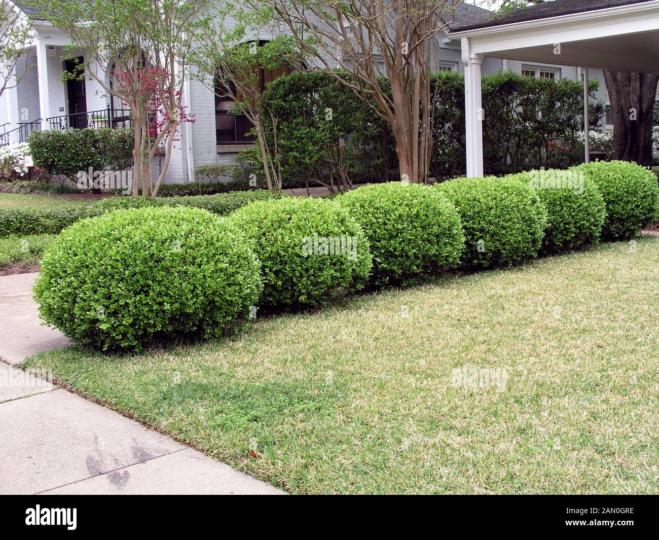 BUXUS MICROPHYLLA JAPONICA Stock Photo