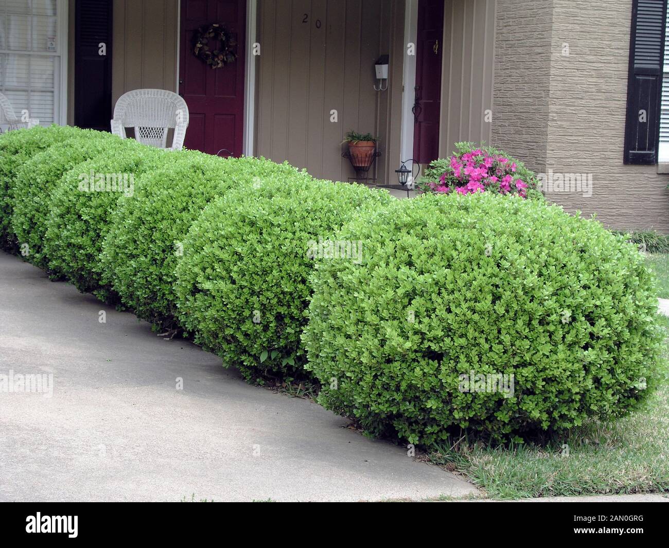 BUXUS MICROPHYLLA JAPONICA Stock Photo
