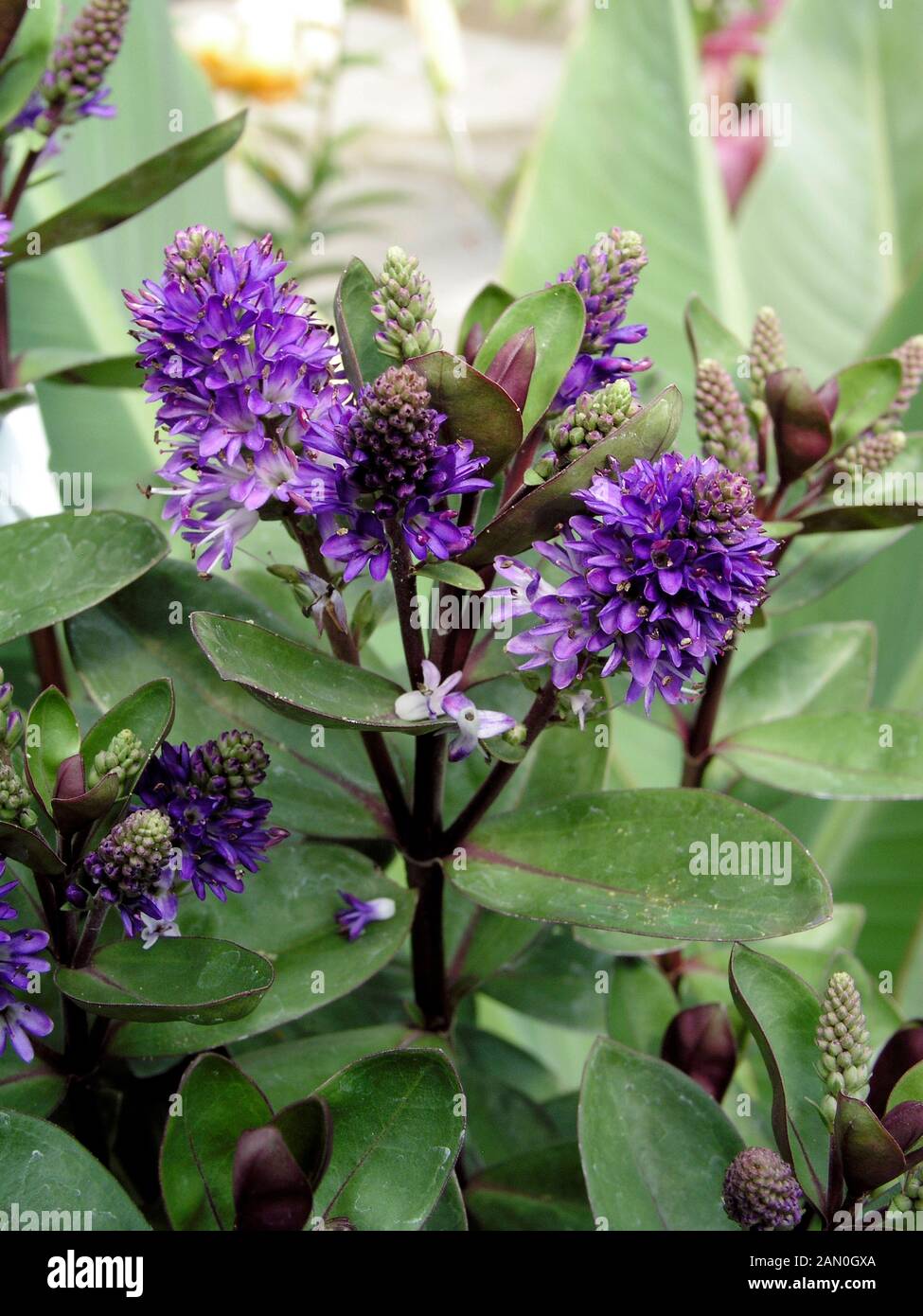 Hebe amy leaves hi-res stock photography and images - Alamy