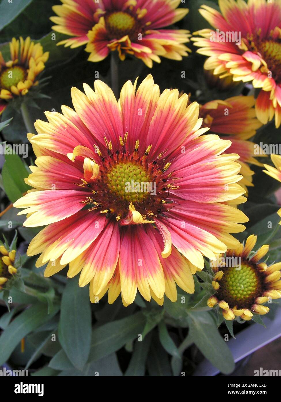 GAILLARDIA ARIZONA SUN Stock Photo Alamy