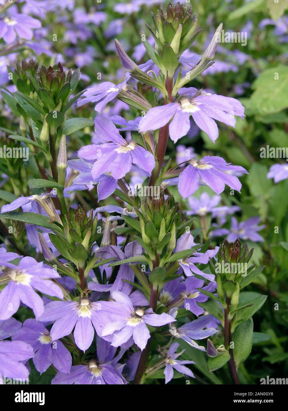 Purple fan hi-res stock photography and images - Alamy