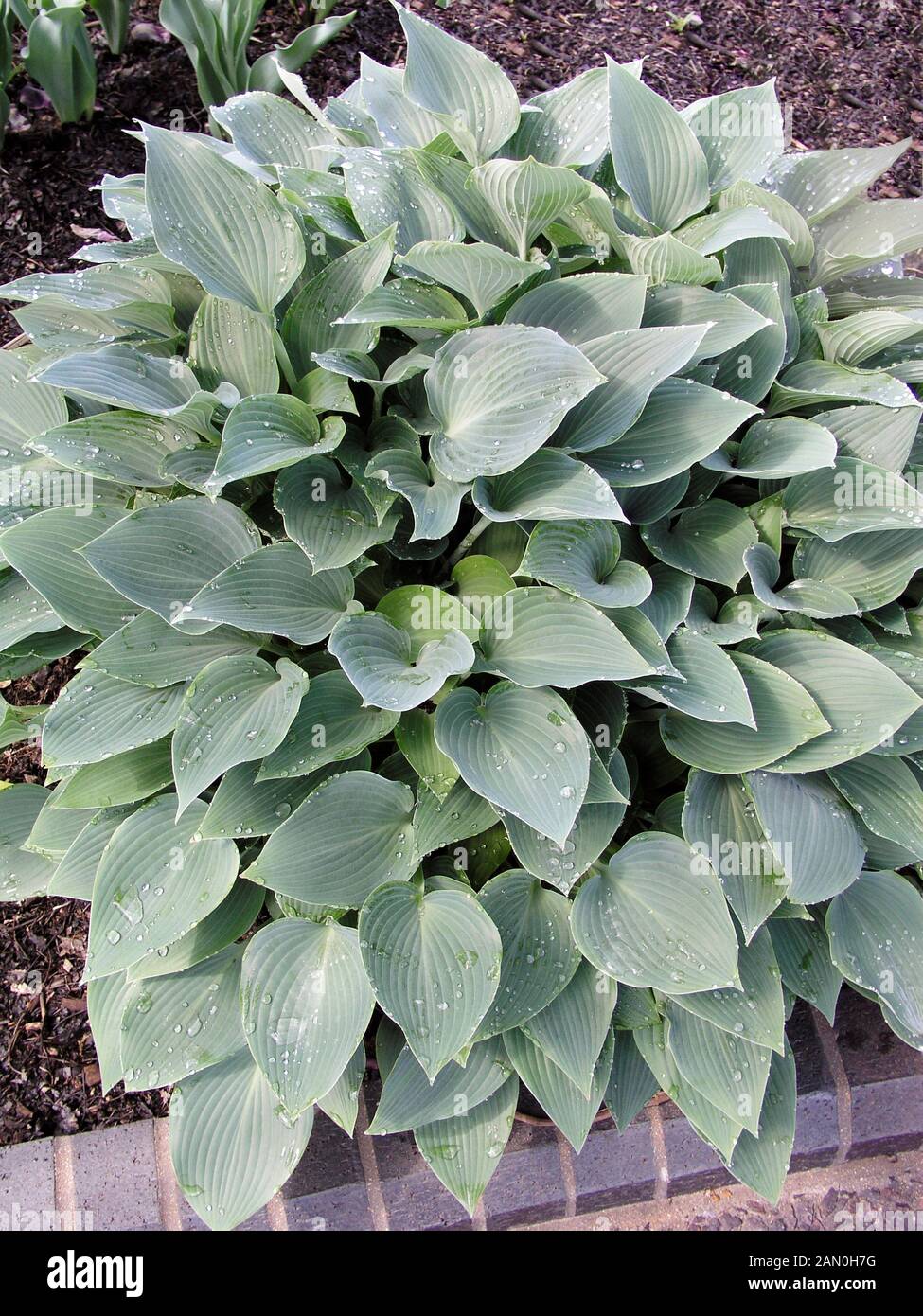 Hosta harmony hi-res stock photography and images - Alamy