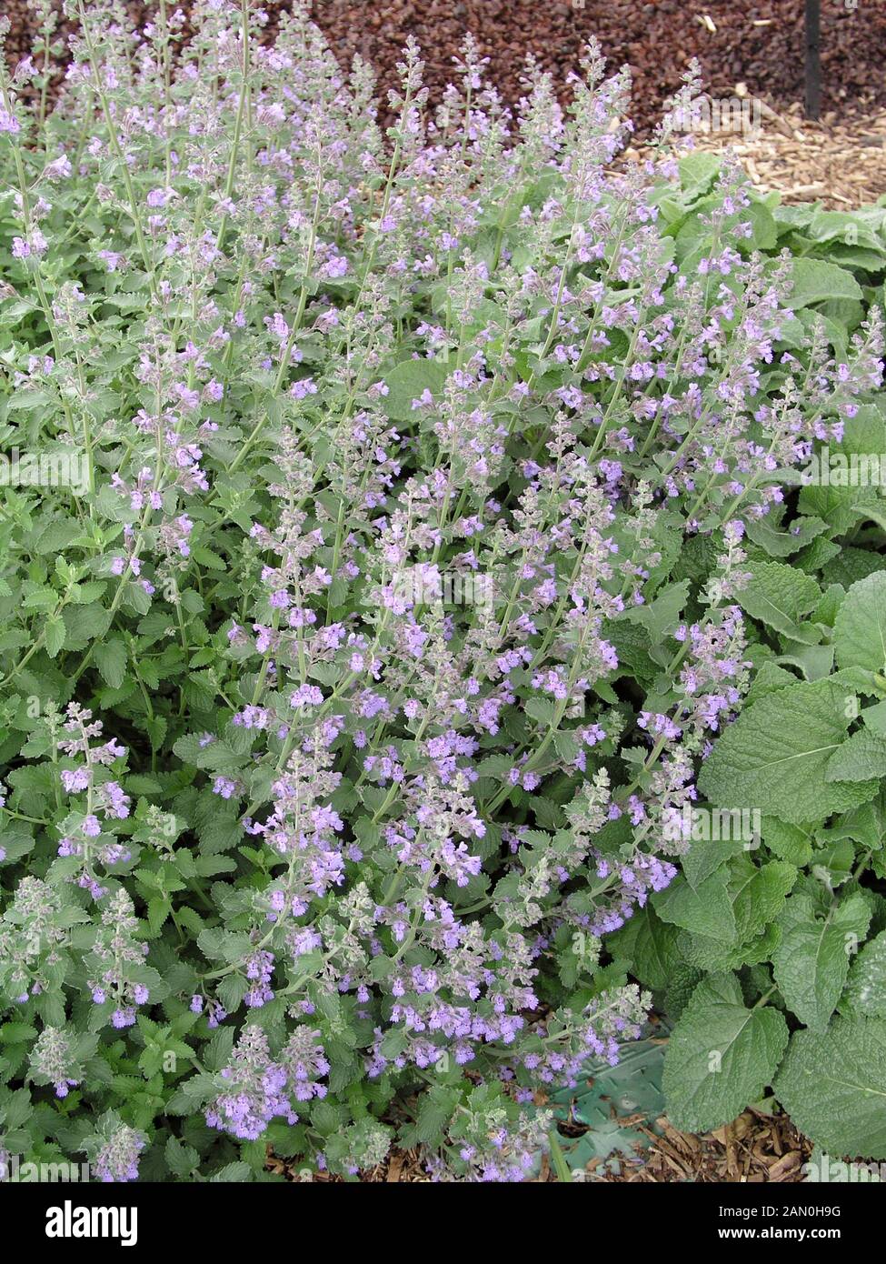 NEPETA RACEMOSA WALKER'S LOW Stock Photo Alamy